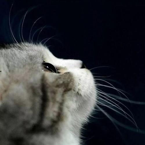 娱乐吃瓜酱桂花猫,揭秘娱乐圈那些不为人知的幕后故事 第3张 娱乐吃瓜酱桂花猫,揭秘娱乐圈那些不为人知的幕后故事 第3张